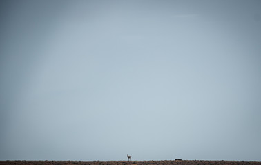 minimalism blue sky and guanaco patagonia