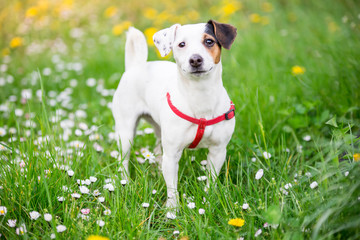 Jack russel terier na łące © nitka_zaplatana