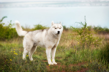 Obraz premium A portrait of a young grey and white Siberian husky male dog with brown eyes. He is staying and looking forward. There is a lot of greenery, yellow flowers around him. A blue lake is behind him.