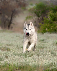 A very exciting young grey and white Siberian husky female dog with brown eyes is running forward in a field out of town. There are a lot of greenery and some small trees on the background.