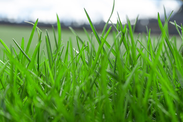green grass. Macro shooting of grass. Background Wallpaper photo