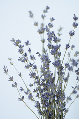 lavender bouquet on a white background