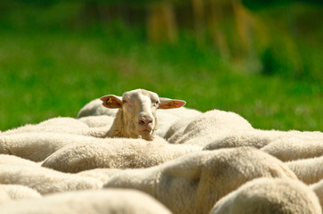 The backs of a herd of sheep with white wool standing in a green meadow, one sheep is looking over...