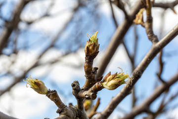 the plot of the fetus. buds on a tree. the flowering tree. Apple blossom photo