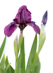 iris flower on a white background