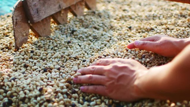 Dry coffee beans on holding hands farmers process in Chiang Rai, Thailand.