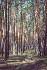Country road in a pine forest.