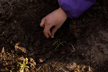 The process of planting germinated corn kernels