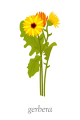 Beautiful gerbera flower flat vector illustration