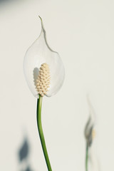 Popular air purifying indoor plant with white flowers Spathiphyllum. Commonly known as Spath or Peace Lily. 