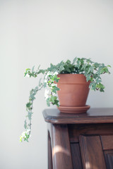 Terracotta pot with plant known as English ivy standing on a wooden shelf. 