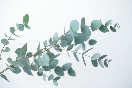 Eucalyptus botanical plant branch detail. Eucalyptus gunnii, commonly known as cider gum. 