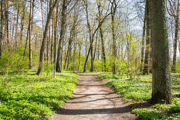 View of the walking trail in spring, Ramsholmen island, Tammisaari, Finland
