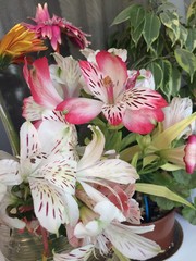 Obraz premium flowers one of the beautiful creations of the land of gerbera and alstroemeria