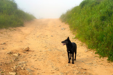 Dog in the fog on the road in the afternoon.