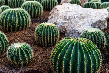 Rounded cactus on the tropical garden