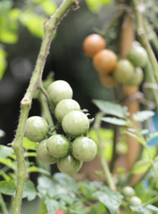 Tomatoes growing in the farm