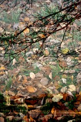 Autumn in the forest. Artistic collage