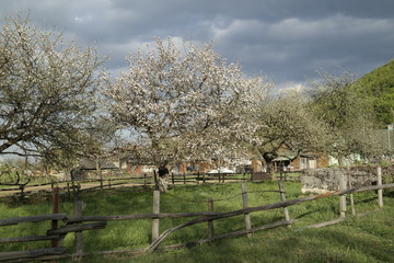 Fototapeta premium rural landscape with cows