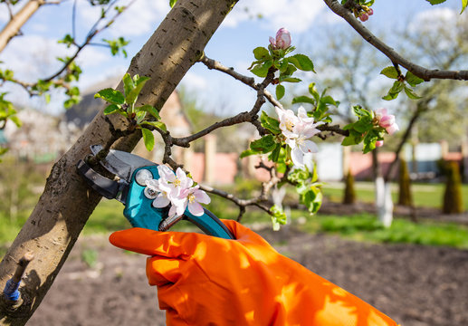 Process Of Pruning Shrubs Of Fruit Tree With Sharp Pruners.