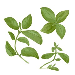 Fototapeta premium Fresh green digital watercolor basil leaves set isolated on white background. Single plant view from above and a group of plants. Eco food illustration.