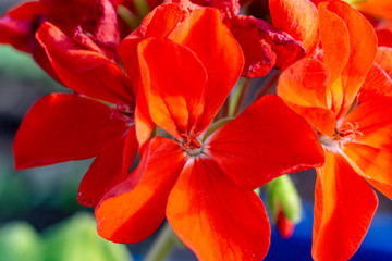 a blooming flower. flower red geranium photo