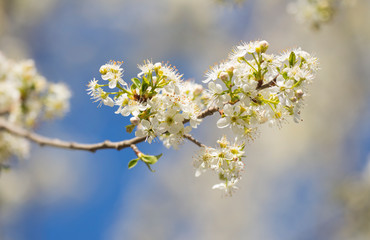 blooming Prunus mahaleb in Crimea