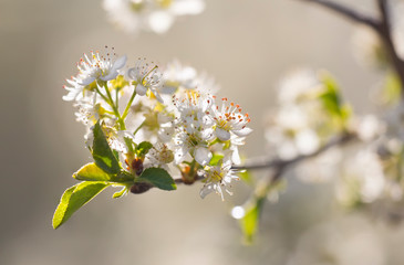 blooming Prunus mahaleb in Crimea