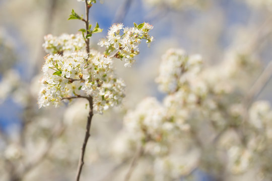 blooming Prunus mahaleb in Crimea © Olvita