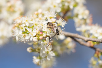blooming Prunus mahaleb with a bee in Crimea