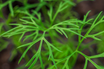 planting dill in the greenhouse . growing dill photo