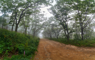 Mystic road through foggy forest. Country road in a foggy forest in the early morning in summer.