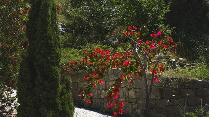 Lonely tree with red flowers against the wall