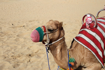 Dromedary camels in a closeup in Dubai, United Arab Emirates with red sand dunes of Sharjah in the background, January 2020. Warm, sunny day in the desert. Concept of tourism, travel, desert, freedom.