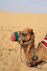 Dromedary camels in a closeup in Dubai, United Arab Emirates with red sand dunes of Sharjah in the...
