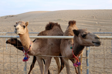 Dromedary camels in a closeup in Dubai, United Arab Emirates with red sand dunes of Sharjah in the background, January 2020. Warm, sunny day in the desert. Concept of tourism, travel, desert, freedom.