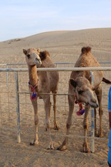 Dromedary camels in a closeup in Dubai, United Arab Emirates with red sand dunes of Sharjah in the...