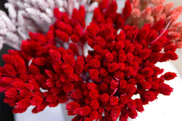 Decorative spiky flowers bouquet. Red cornflower on white.