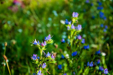 Meadow blue flowers in the summer field. Nature landscape