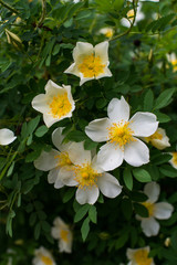 warm spring and white-yellow flowers have opened and beckon with their sweet smell