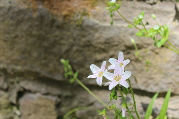 Spring flowers in the forest