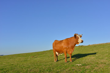 Vache rouge sous ciel bleu, Haute-Loire en Auvergne-Rhône-Alpes, France
