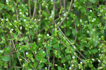 In the spring, Stellaria media grows in nature
