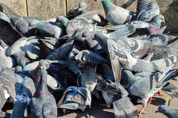 鳩に餌やり