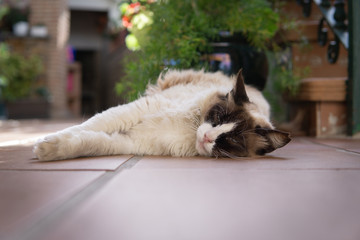 Ragdoll cat lying on the floor