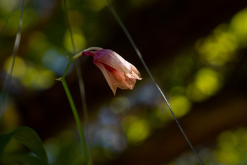 Organically grown natural orchids in a home garden