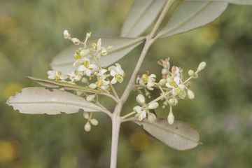 Olea europaea tiny white flowers with pale yellow stamens and some buds still unopened