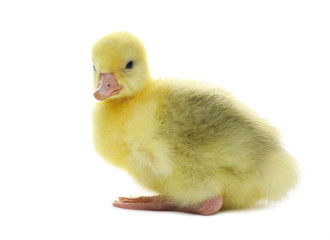 Gosling isolated on white background