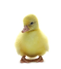 Gosling isolated on white background