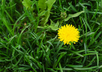 dandelion flower in green grass 2